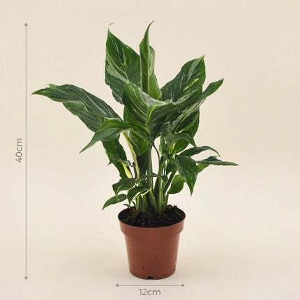 Spathiphyllum Diamond - Ø12cm - ↕40cm – afmetingen 40cm hoog, 12cm diameter