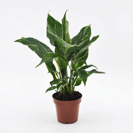 Spathiphyllum Diamond - Ø12cm - ↕40cm – kamerplant op witte achtergrond