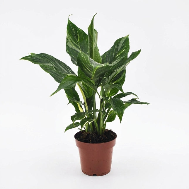 Spathiphyllum Diamond - Ø12cm - ↕40cm – kamerplant op witte achtergrond