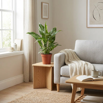 Spathiphyllum Diamond - Ø12cm - ↕40cm – gestyled in woonkamer interieur