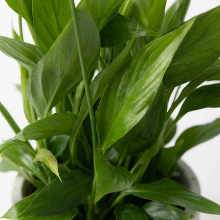 Spathiphyllum in P&PURE Jade Keramieken Pot - Lepelplant – close-up bladtextuur