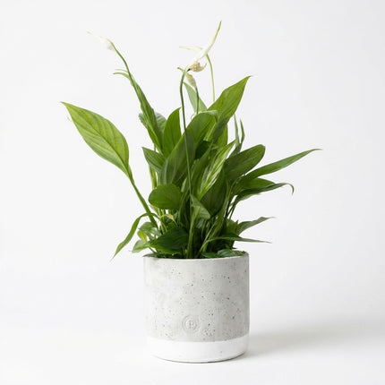 Spathiphyllum in P&PURE Jade Keramieken Pot - Lepelplant – kamerplant op witte achtergrond