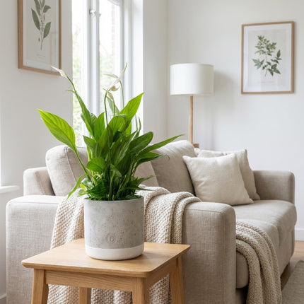 Spathiphyllum in P&PURE Jade Keramieken Pot - Lepelplant – gestyled in woonkamer interieur