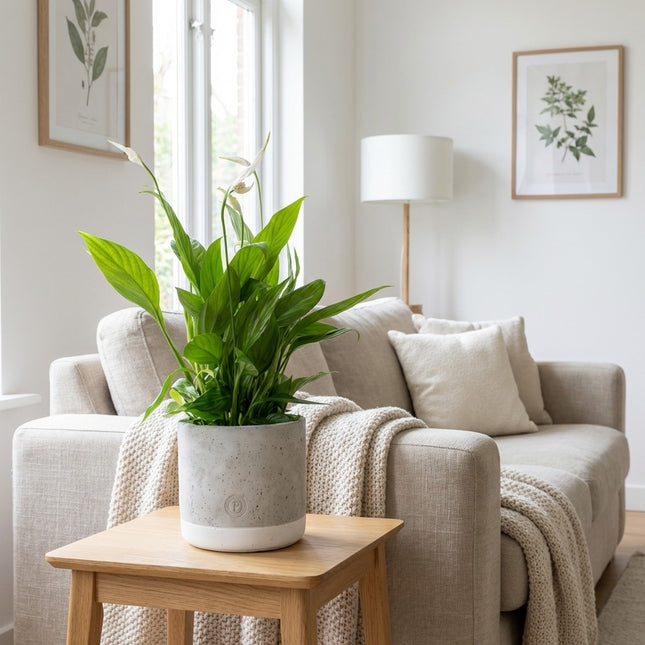 Spathiphyllum in P&PURE Jade Keramieken Pot - Lepelplant – gestyled in woonkamer interieur