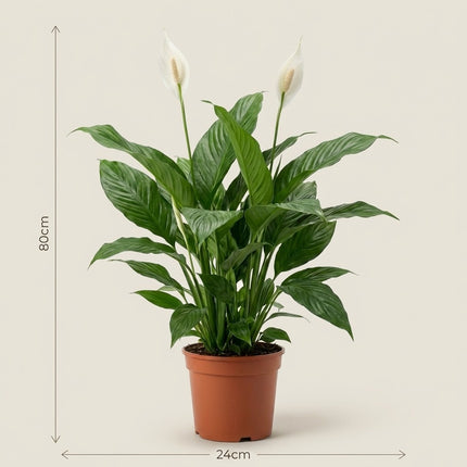 Spathiphyllum Sweet Silvana - Ø24cm - ↕80cm – afmetingen 80cm hoog, 24cm diameter