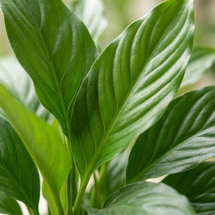 Spathiphyllum Sweet Silvana - Ø24cm - ↕80cm – close-up bladtextuur