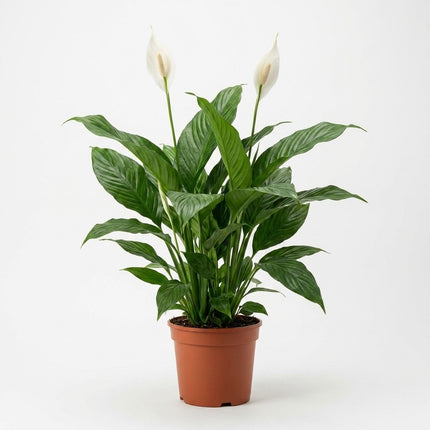 Spathiphyllum Sweet Silvana - Ø24cm - ↕80cm – kamerplant op witte achtergrond