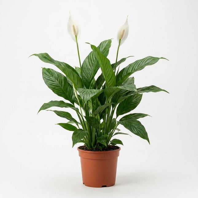 Spathiphyllum Sweet Silvana - Ø24cm - ↕80cm – kamerplant op witte achtergrond