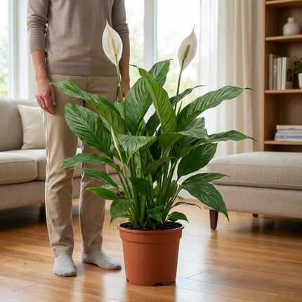 Spathiphyllum Sweet Silvana - Ø24cm - ↕80cm – formaat indicatie 80cm