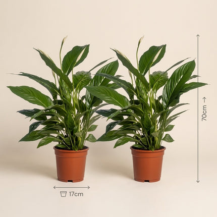 Spathiphyllum Vivaldi - 2 stuks - Ø17cm - ↕70cm – afmetingen 70cm hoog, 17cm diameter