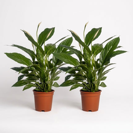Spathiphyllum Vivaldi - 2 stuks - Ø17cm - ↕70cm – kamerplant op witte achtergrond