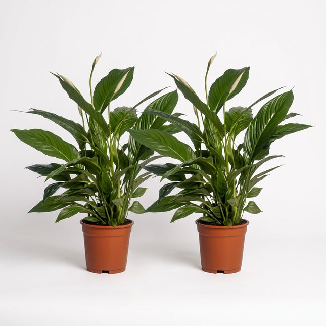 Spathiphyllum Vivaldi - 2 stuks - Ø17cm - ↕70cm – kamerplant op witte achtergrond