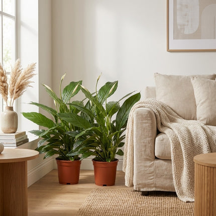 Spathiphyllum Vivaldi - 2 stuks - Ø17cm - ↕70cm – gestyled in woonkamer interieur