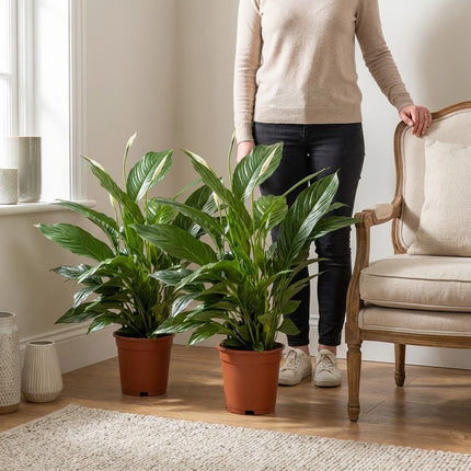 Spathiphyllum Vivaldi - 2 stuks - Ø17cm - ↕70cm – formaat indicatie 70cm