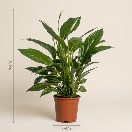 Spathiphyllum Vivaldi - Ø17cm - ↕70cm – afmetingen 70cm hoog, 17cm diameter