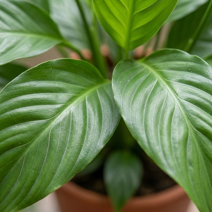 Spathiphyllum Vivaldi - Ø17cm - ↕70cm – close-up bladtextuur