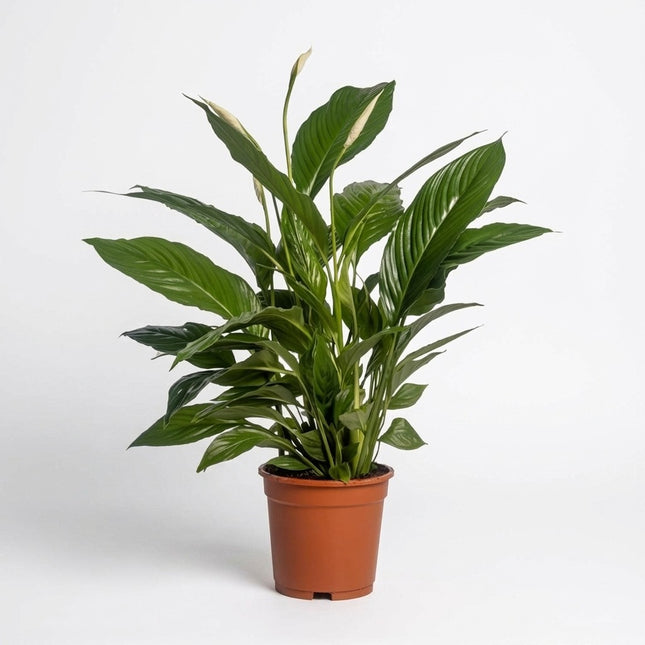 Spathiphyllum Vivaldi - Ø17cm - ↕70cm – kamerplant op witte achtergrond