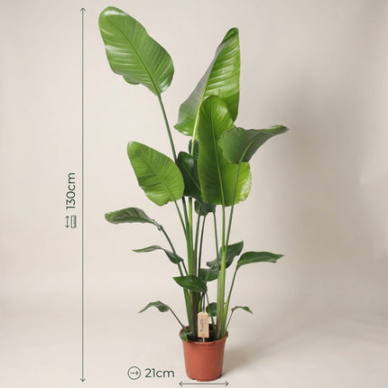 Strelitzia Nicolai - Ø21cm - ↕130cm – afmetingen 130cm hoog, 21cm diameter
