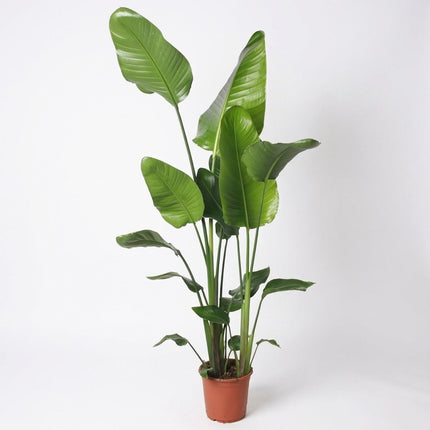 Strelitzia Nicolai - Ø21cm - ↕130cm – kamerplant op witte achtergrond