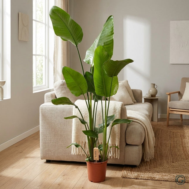 Strelitzia Nicolai - Ø21cm - ↕130cm – gestyled in woonkamer interieur