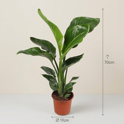 Strelitzia Nicolai - Ø17cm - ↕70cm – afmetingen 70cm hoog, 17cm diameter