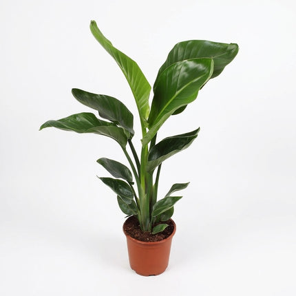 Strelitzia Nicolai - Ø17cm - ↕70cm – kamerplant op witte achtergrond