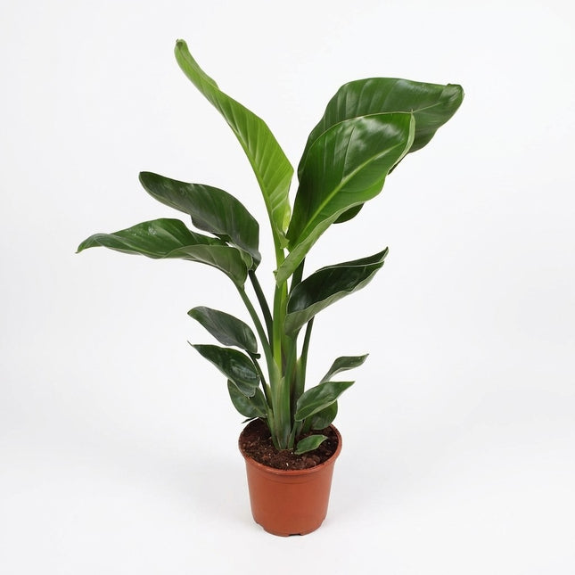 Strelitzia Nicolai - Ø17cm - ↕70cm – kamerplant op witte achtergrond