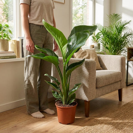 Strelitzia Nicolai - Ø17cm - ↕70cm – formaat indicatie 70cm