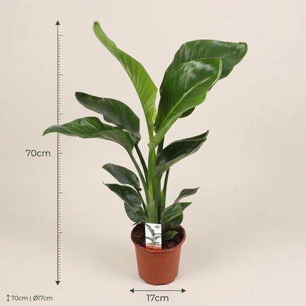 Strelitzia Nicolai - Ø17cm - ↕70cm – afmetingen 70cm hoog, 17cm diameter