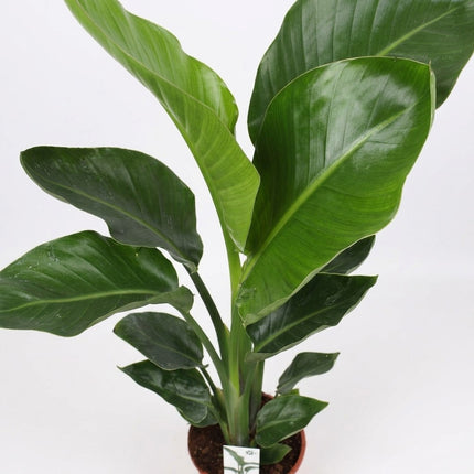 Strelitzia Nicolai - Ø17cm - ↕70cm – close-up bladtextuur
