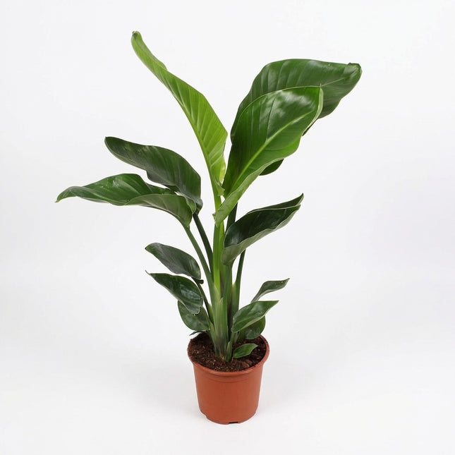 Strelitzia Nicolai - Ø17cm - ↕70cm – kamerplant op witte achtergrond