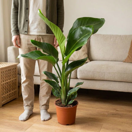 Strelitzia Nicolai - Ø17cm - ↕70cm – formaat indicatie 70cm