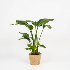 Strelitzia Nicolai 90cm + Mand Selin - Kant-en-klare Combo – kamerplant op witte achtergrond