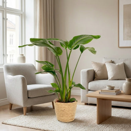Strelitzia Nicolai 90cm + Mand Selin - Kant-en-klare Combo – gestyled in woonkamer interieur