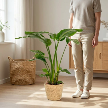 Strelitzia Nicolai 90cm + Mand Selin - Kant-en-klare Combo – formaat indicatie 60cm