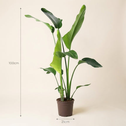 Strelitzia Nicolai - Ø21cm - ↕100cm – afmetingen 100cm hoog, 21cm diameter