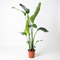 Strelitzia Nicolai - Ø21cm - ↕100cm – kamerplant op witte achtergrond