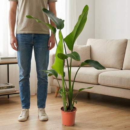 Strelitzia Nicolai - Ø21cm - ↕100cm – formaat indicatie 100cm