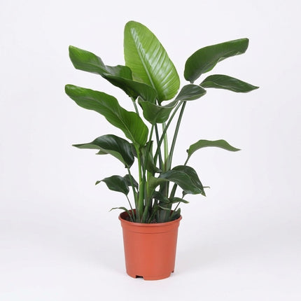 Strelitzia Nicolai - Ø21cm - ↕80cm – kamerplant op witte achtergrond