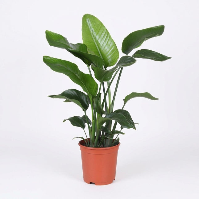 Strelitzia Nicolai - Ø21cm - ↕80cm – kamerplant op witte achtergrond