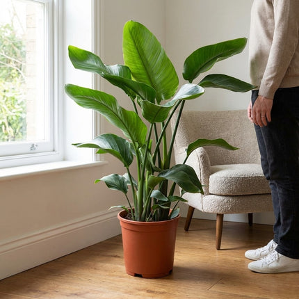 Strelitzia Nicolai - Ø21cm - ↕80cm – formaat indicatie 80cm