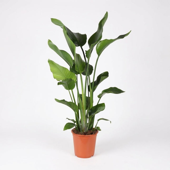 Strelitzia Nicolai - Ø24cm - ↕110cm – kamerplant op witte achtergrond