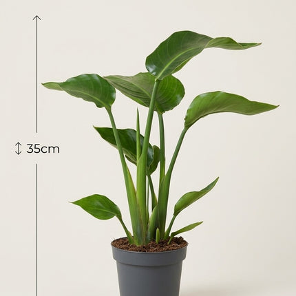 Strelitzia Nicolai - Ø13cm - ↕35cm – afmetingen 35cm hoog, 13cm diameter
