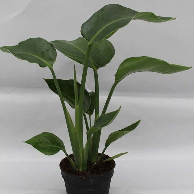 Strelitzia Nicolai - Ø13cm - ↕35cm – kamerplant op witte achtergrond