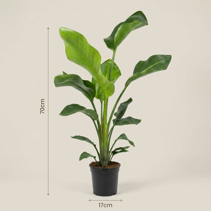 Strelitzia Nicolai - 2 Planten - Ø17cm - ↕70cm – afmetingen 70cm hoog, 17cm diameter