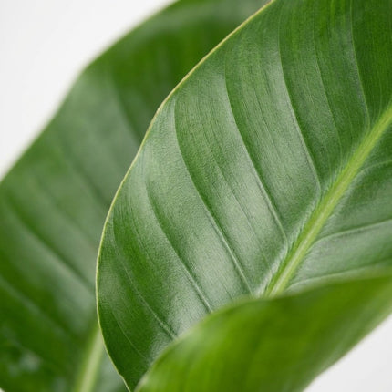 Strelitzia Nicolai - 2 Planten - Ø17cm - ↕70cm – close-up bladtextuur