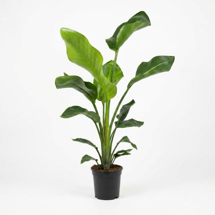 Strelitzia Nicolai - 2 Planten - Ø17cm - ↕70cm – kamerplant op witte achtergrond