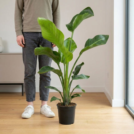 Strelitzia Nicolai - 2 Planten - Ø17cm - ↕70cm – formaat indicatie 70cm