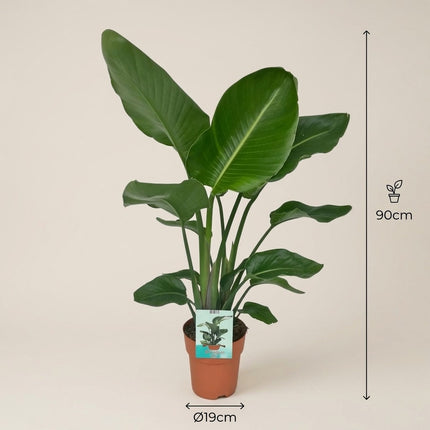 Strelitzia Nicolai - Paradijsvogelplant - Ø19cm - ↕90cm – afmetingen 90cm hoog, 19cm diameter