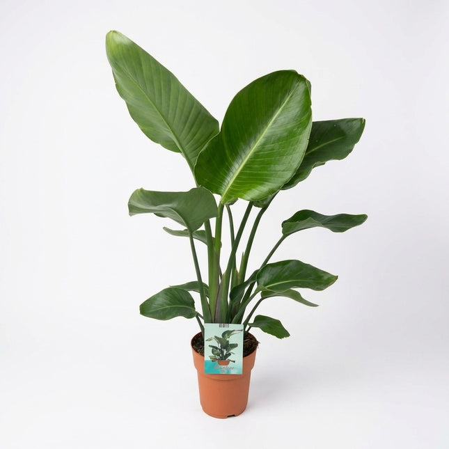 Strelitzia Nicolai - Paradijsvogelplant - Ø19cm - ↕90cm – kamerplant op witte achtergrond
